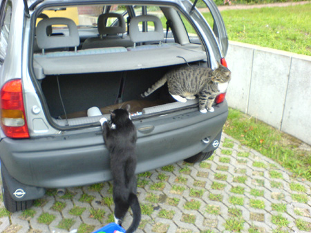 Beschreibung: Beschreibung: D:\Steffens Daten\Webseite\bilder\katzen\DSC00032.JPG