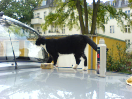 Beschreibung: Beschreibung: D:\Steffens Daten\Webseite\bilder\katzen\DSC00035.JPG